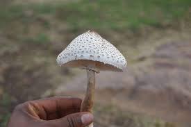 እዛ እምባይ መን ይወርሳ!